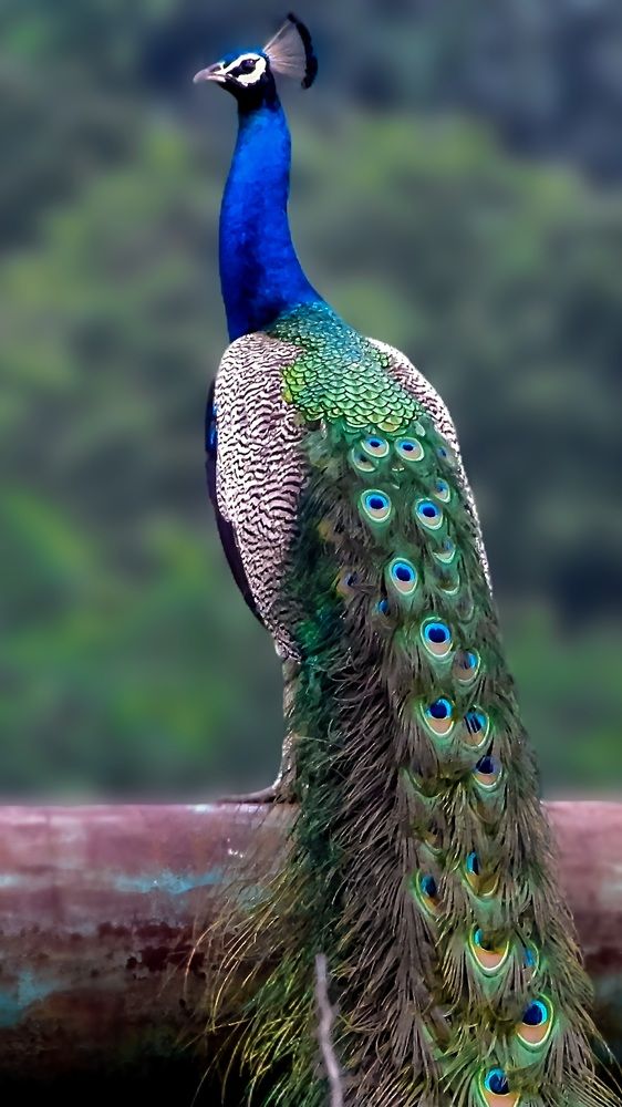 Photograph by Sugha Bapodara