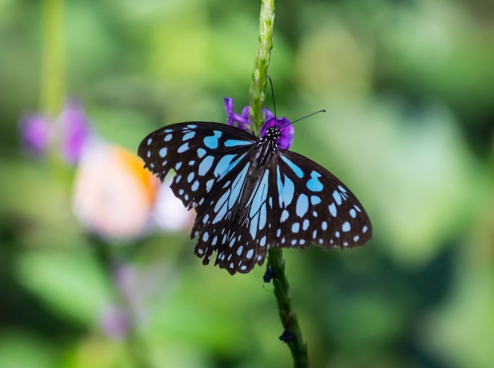 Photograph by Nikhil Raghuwanshi