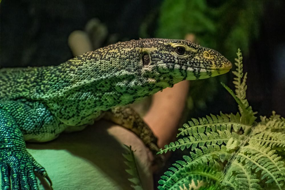 Фотография автора Kirtesh Mahant