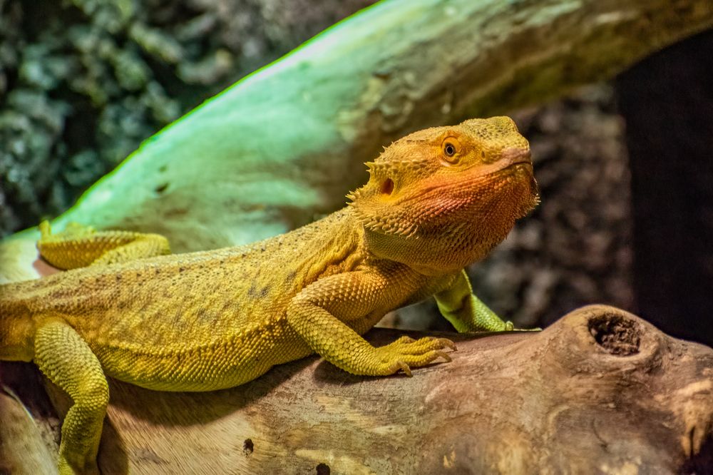 Фотография автора Kirtesh Mahant