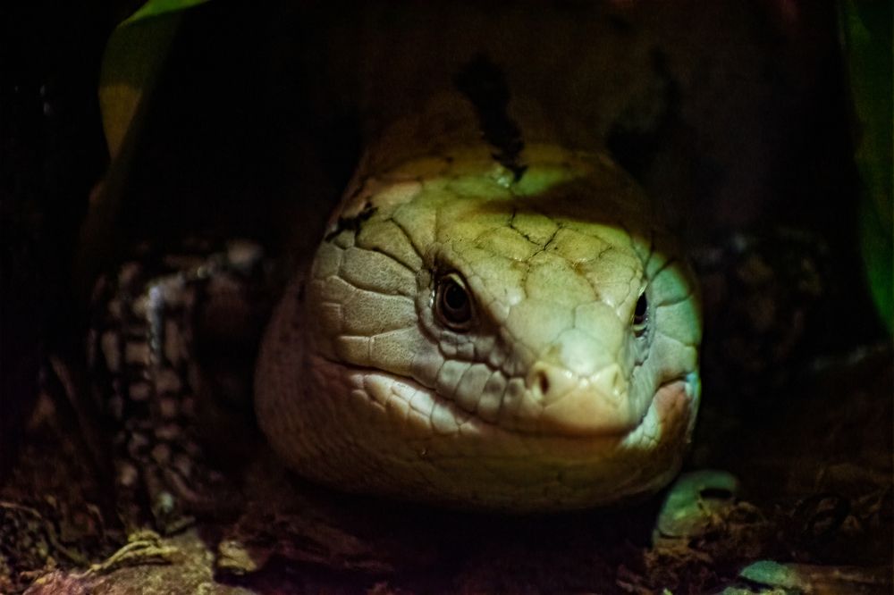 Фотография автора Kirtesh Mahant