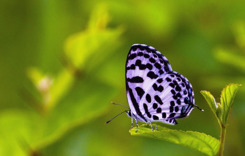 Photograph by Anupam More