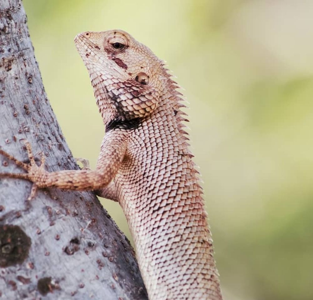 Oriental garden lizard