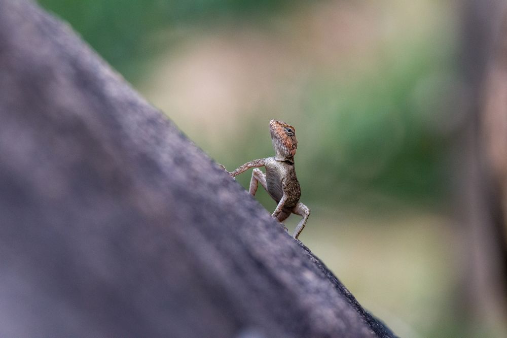 Фотография автора Nirnay Acharya