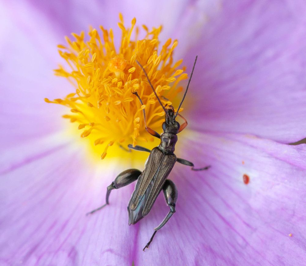 Фотография автора DIMITRIS MPAZIOTOPOULOS