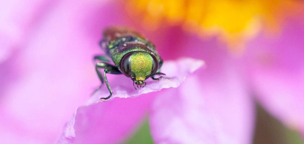 Фотография автора DIMITRIS MPAZIOTOPOULOS
