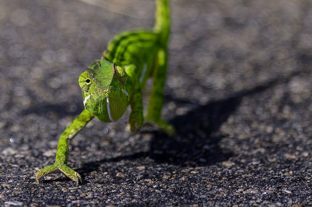 Photograph by Sergey Puponin