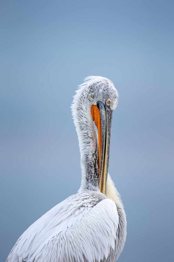 Photograph by Panagiotis Frattis