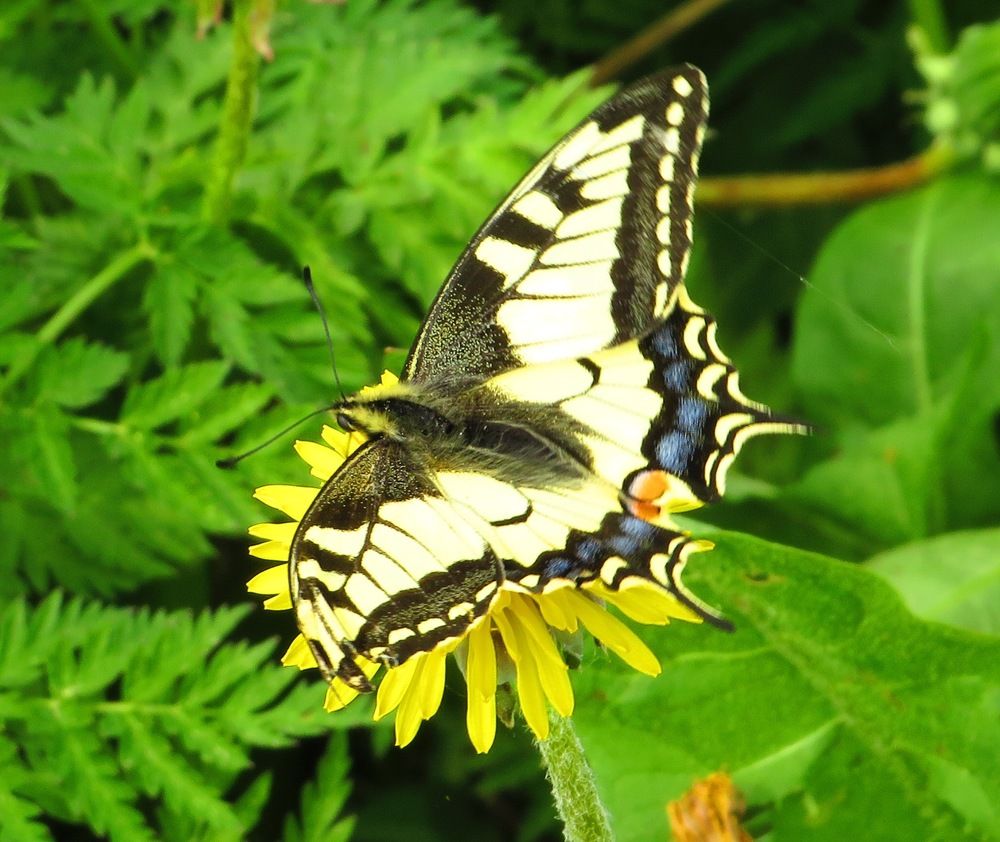 Махаон на одуванчике