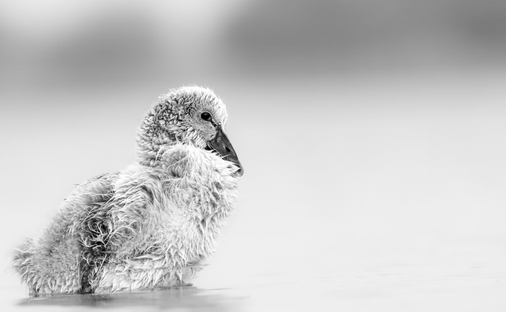 beauty and vulnerability