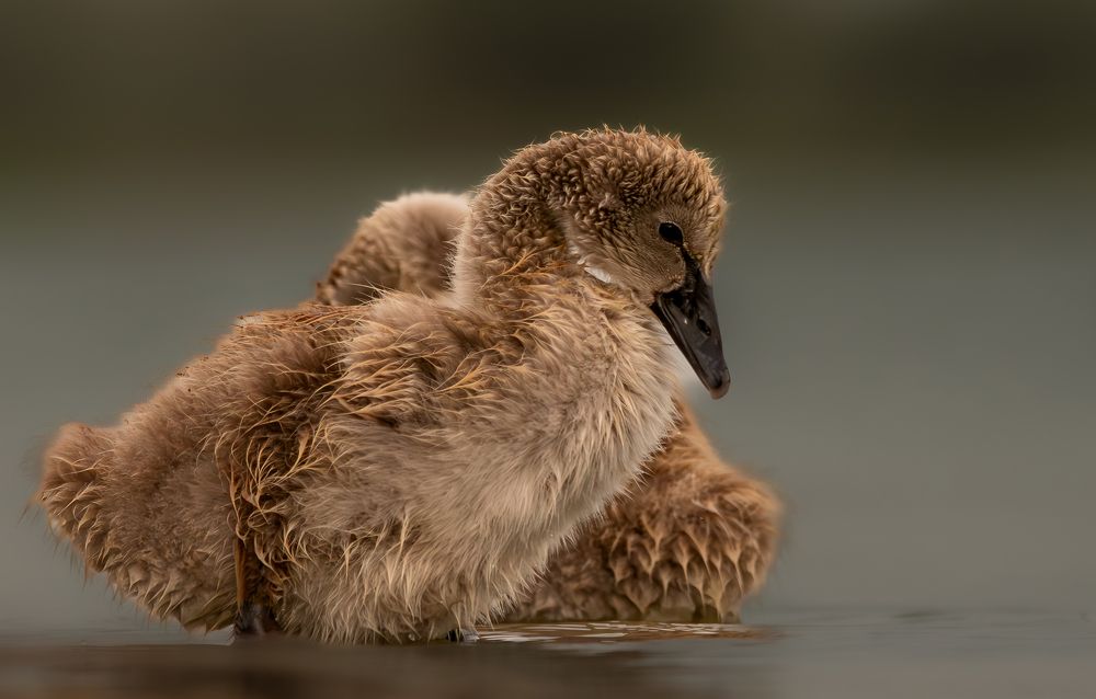 beauty and vulnerability