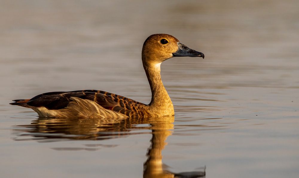 whistling duck