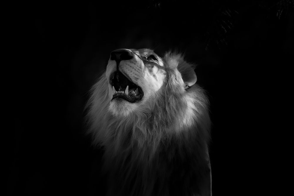 Фотография автора Kirtesh Mahant