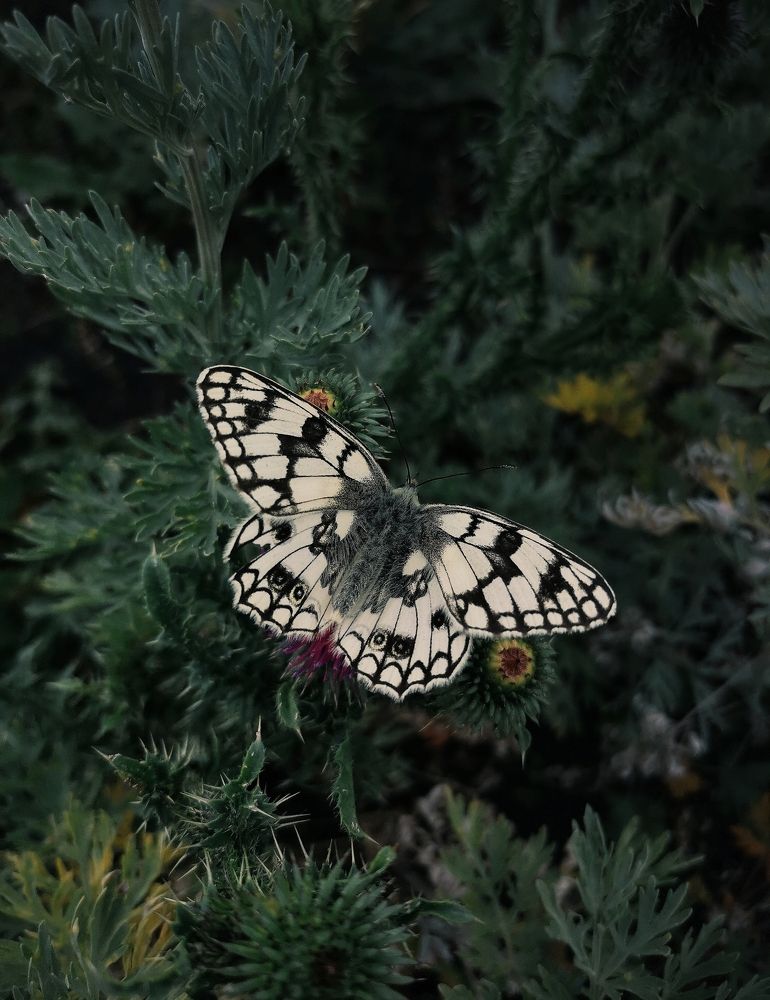 Photograph by Ольга Мажарук