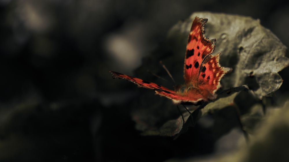 Photograph by Даниил Сырбу