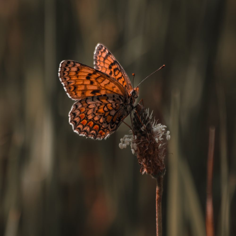 Photograph by Даниил Сырбу