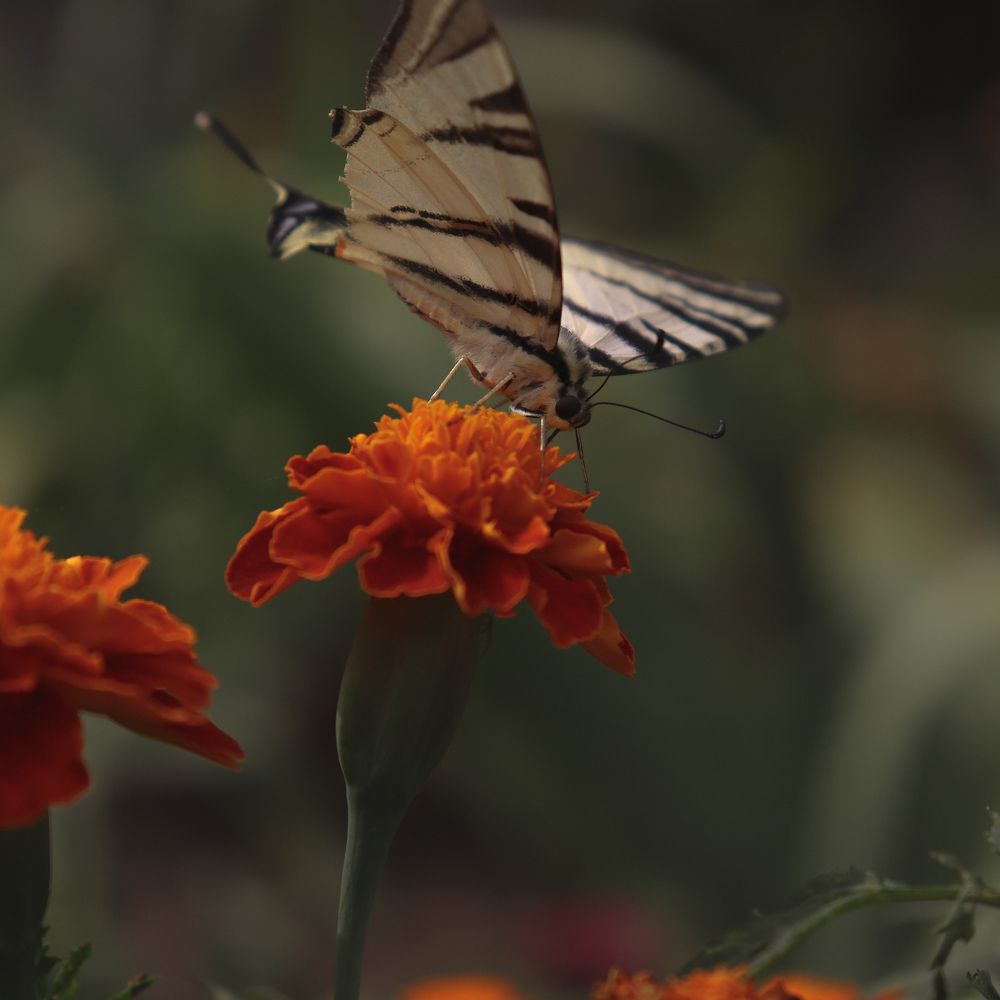 Photograph by Даниил Сырбу