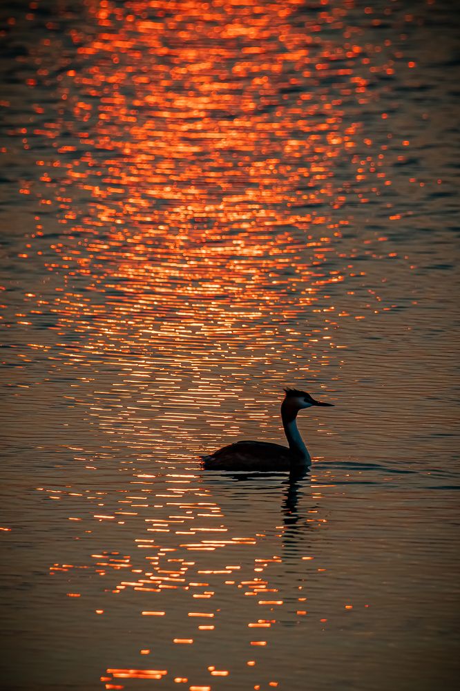 Photograph by Andrea Barlotti