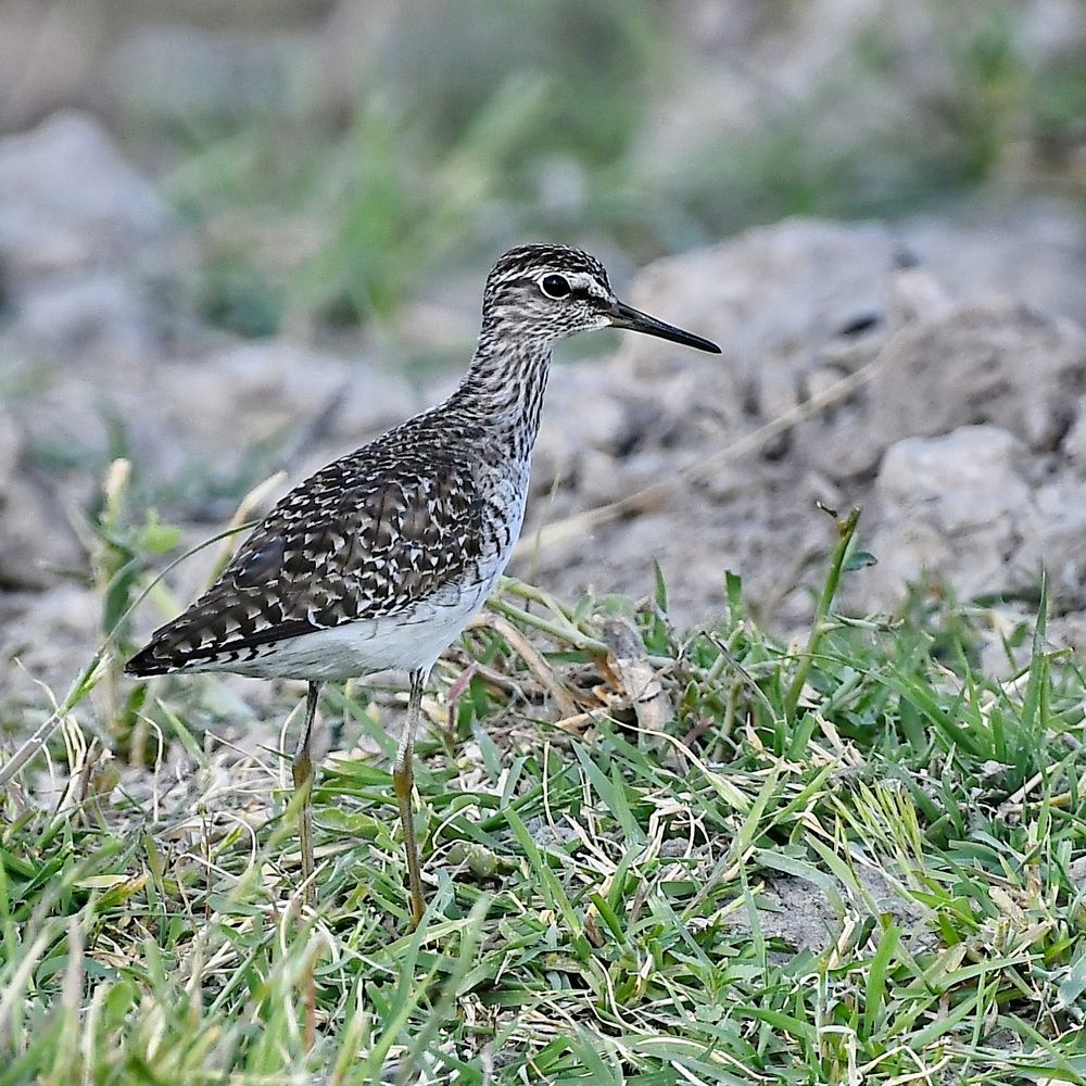 Photograph by Александр Катунцев