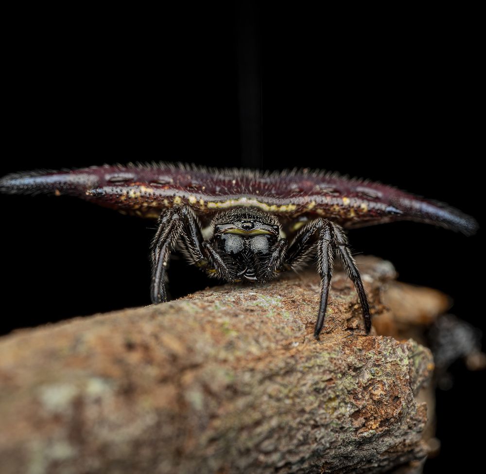 Parallel-spined Spiny Orbweaver