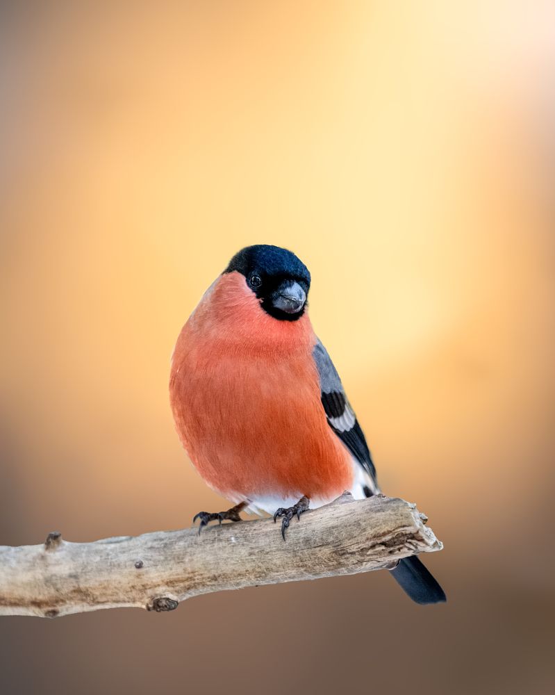 Photograph by Ujwal Pasupuleati