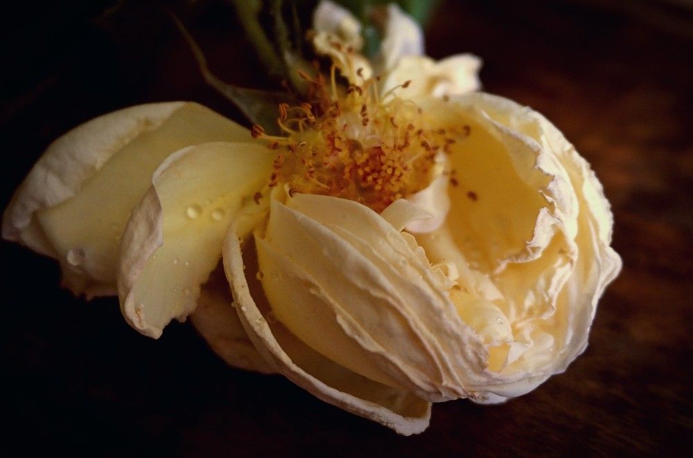 Photograph by Дмитрий Соколов