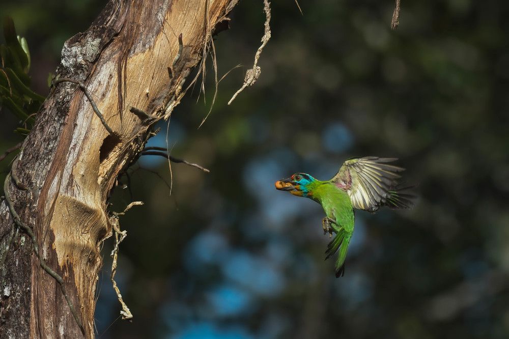Photograph by Livines Annamalai