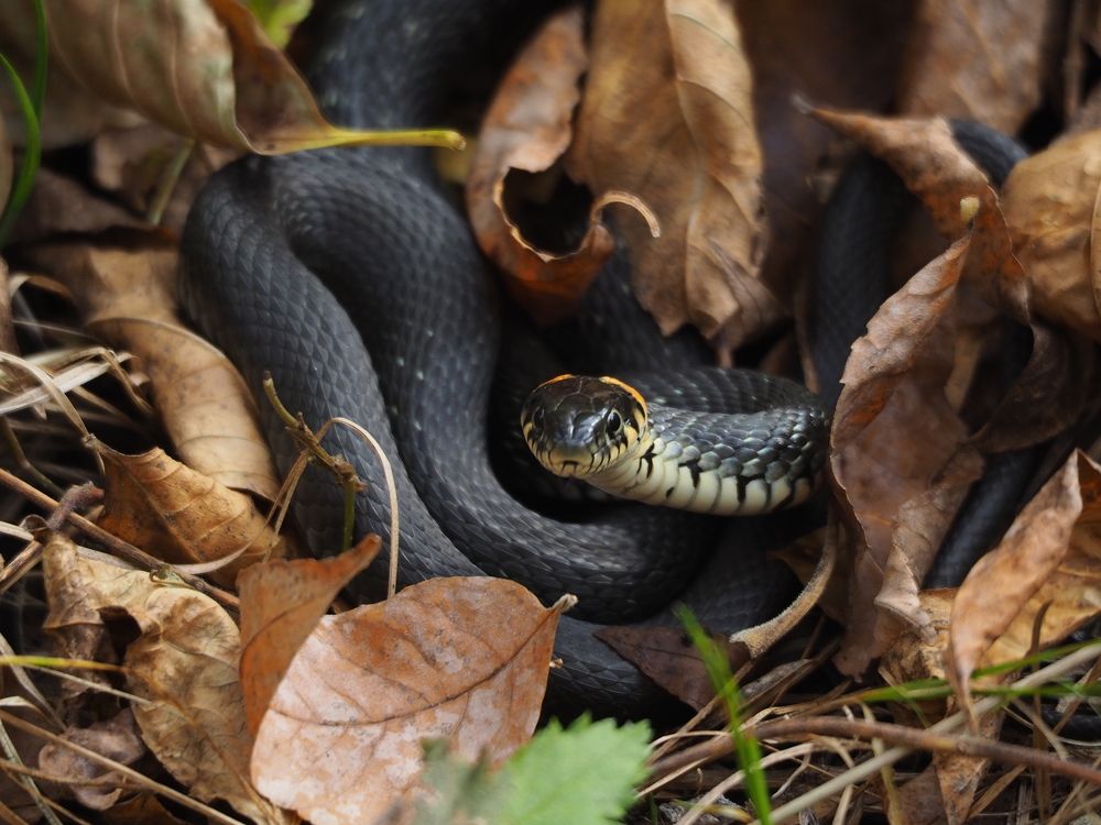 Photograph by Светлана Шибаршина