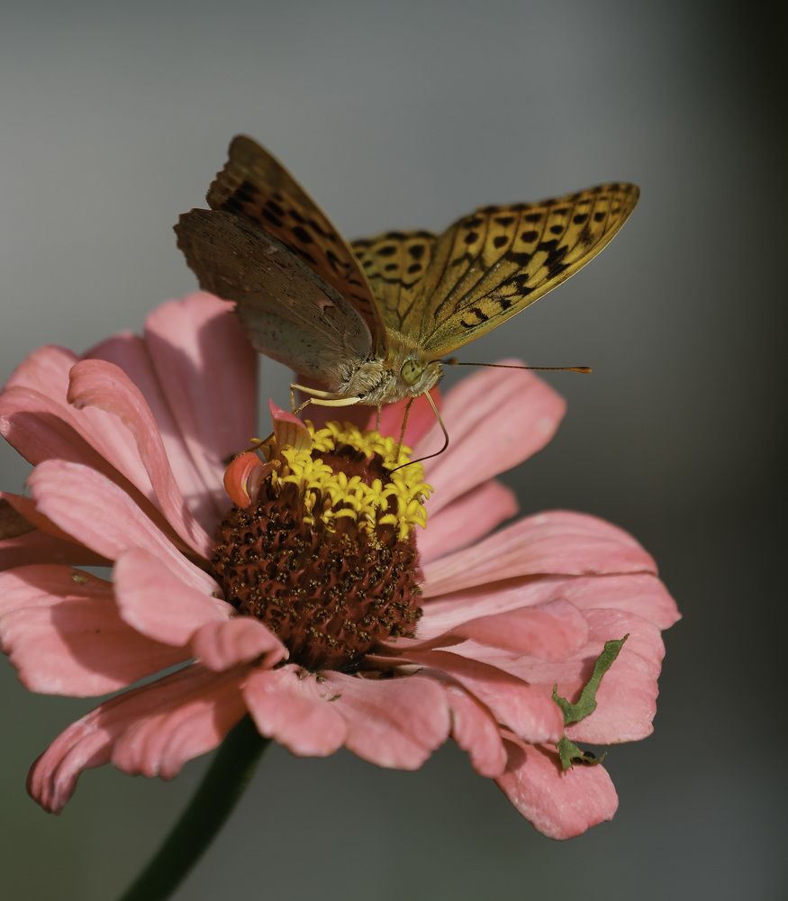 in the rays of the Sun