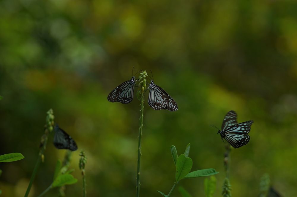 Photograph by Максим Эскандеров