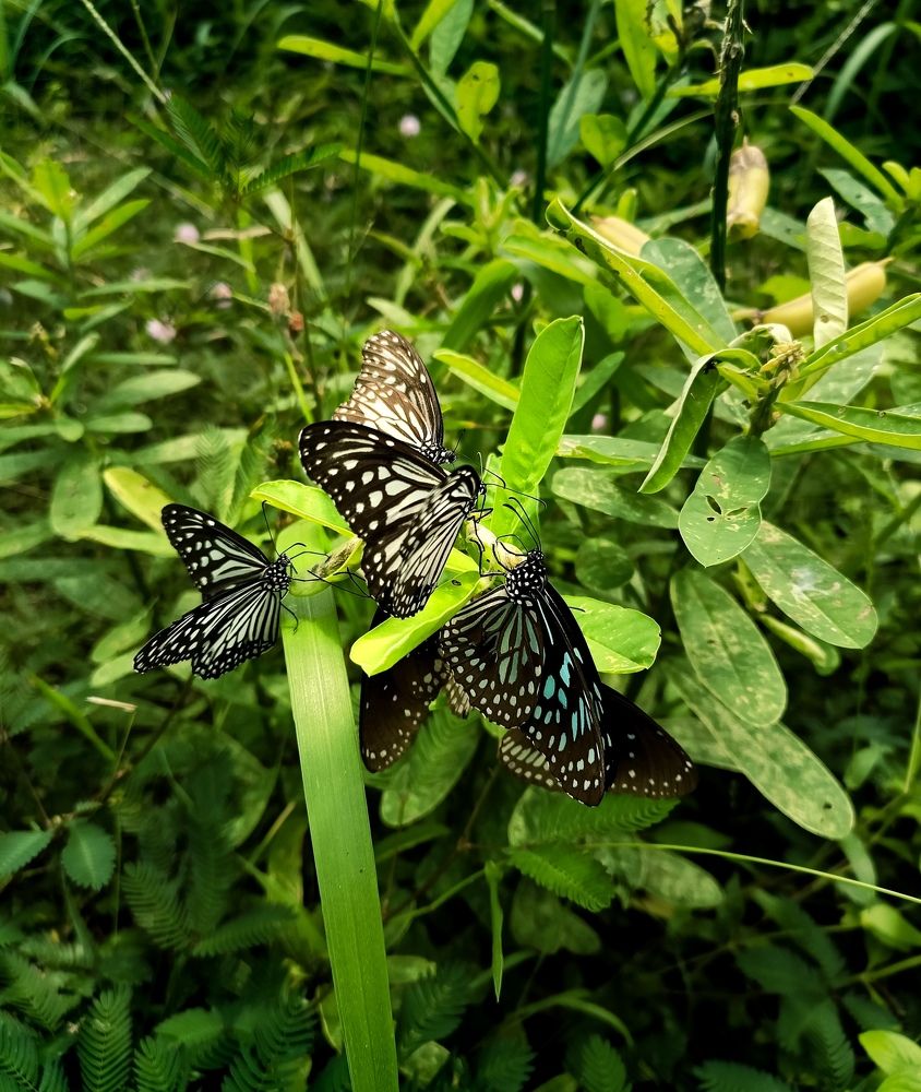 Photograph by VIJAYANAND M M