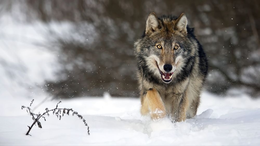 Глаза в глаза