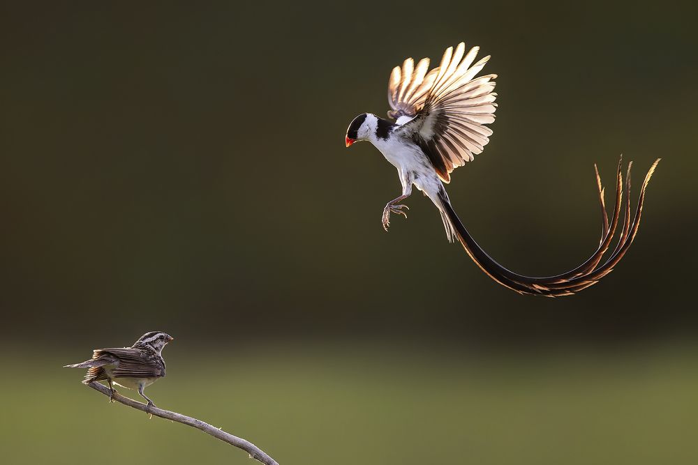 Photograph by PARTHA ROY