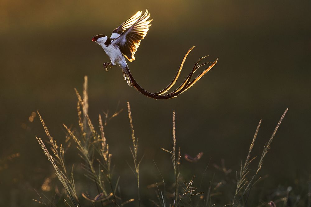 Photograph by PARTHA ROY