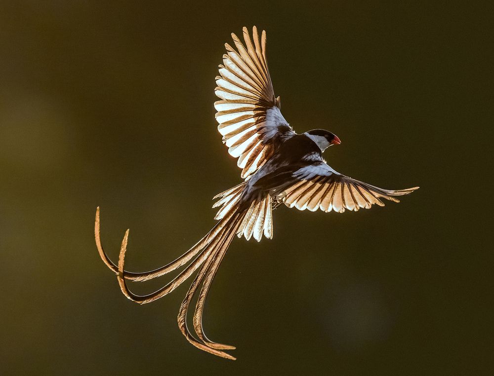 Photograph by PARTHA ROY