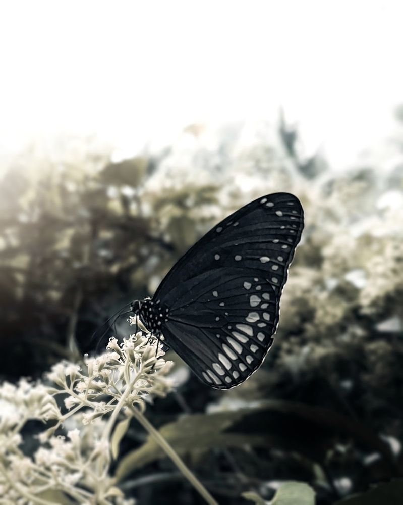 Photograph by VIJAYANAND M M