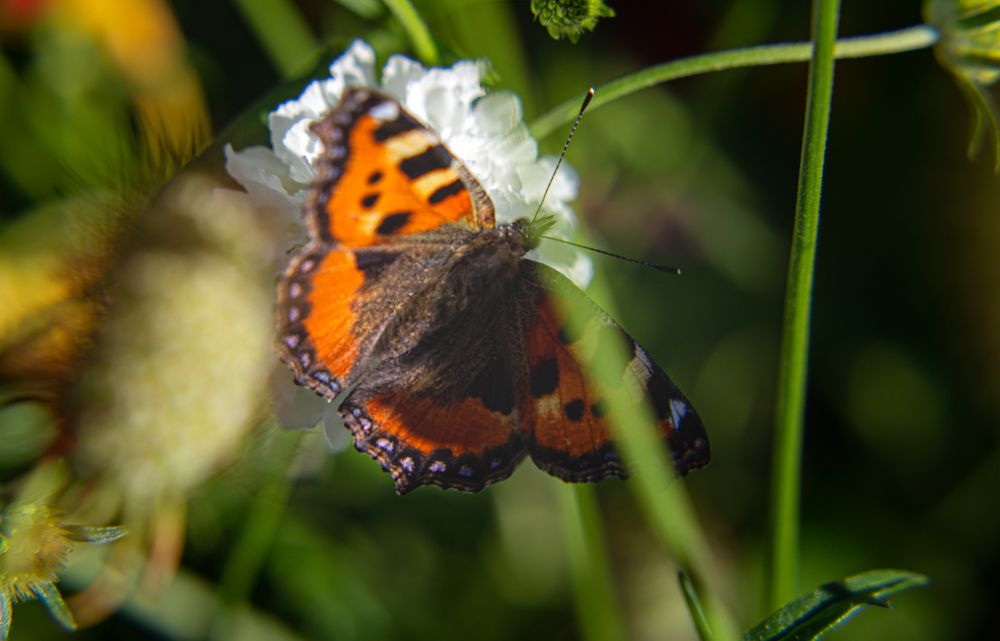 Photograph by Anatoliy Buyanov