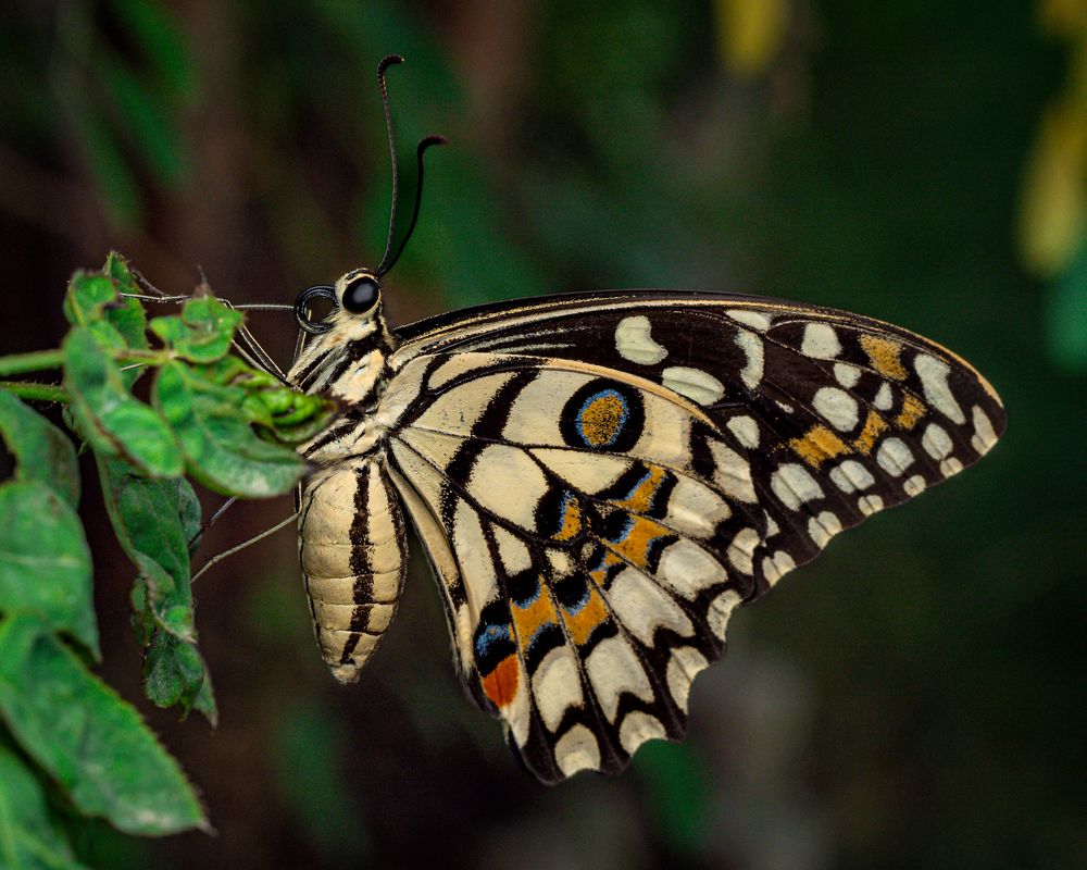 Photograph by Talha Maqsood