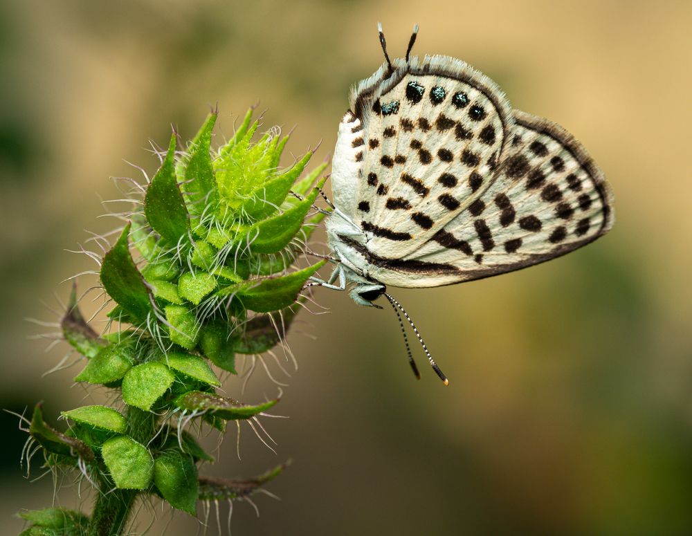 Photograph by Talha Maqsood