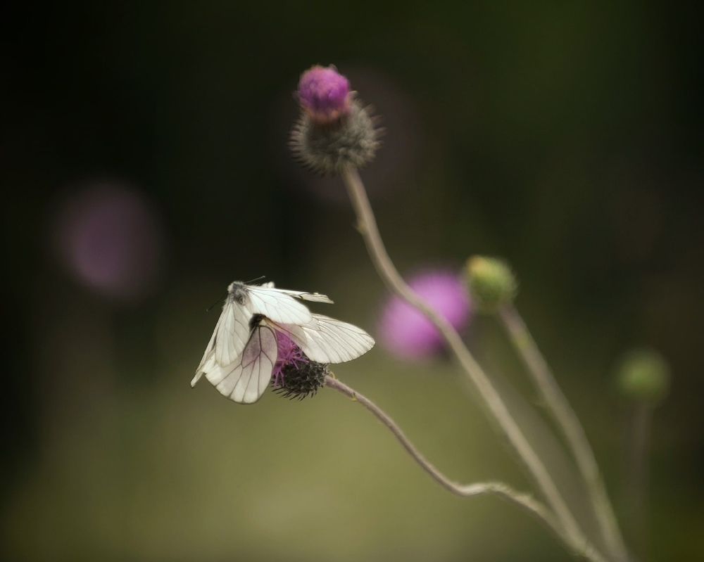 Photograph by Михаил Саидов