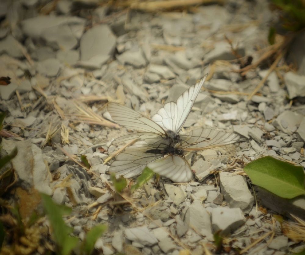 Photograph by Михаил Саидов