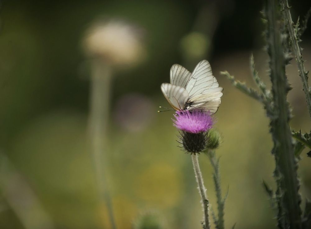 Photograph by Михаил Саидов