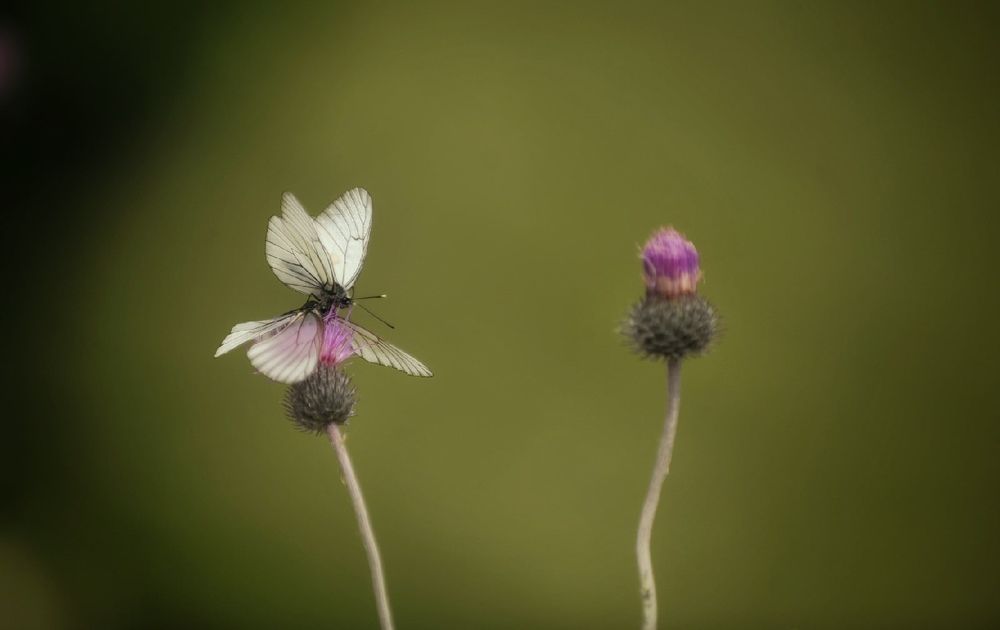 Photograph by Михаил Саидов