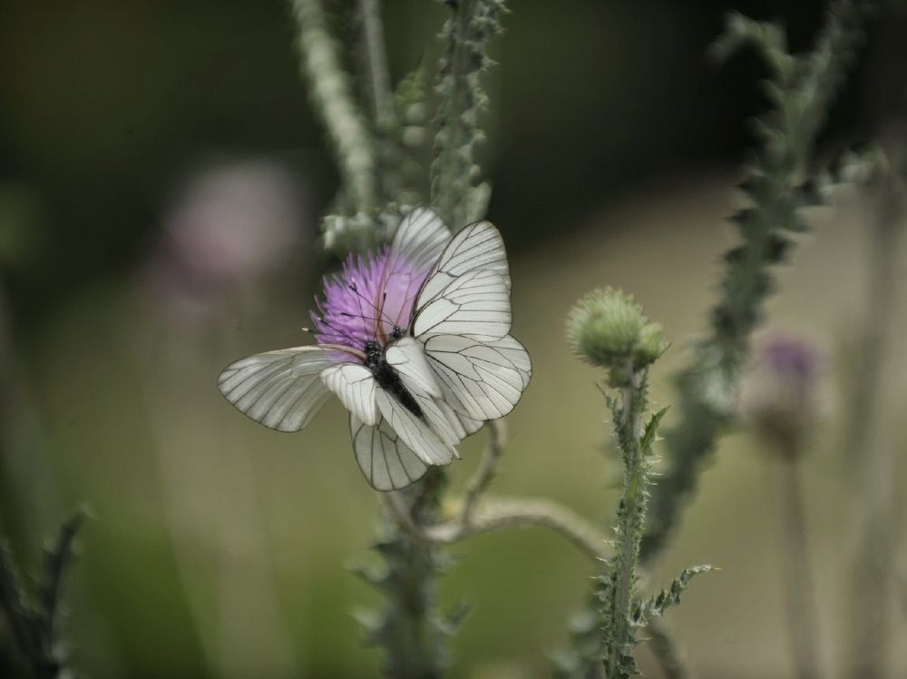 Photograph by Михаил Саидов