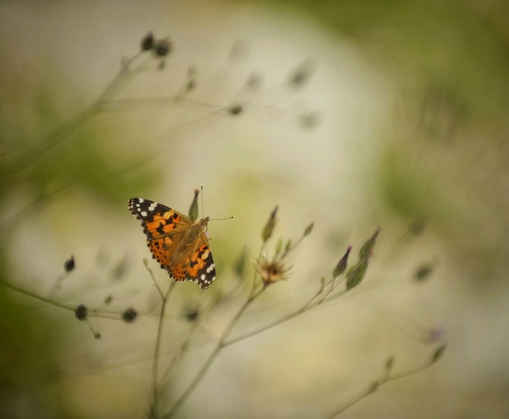 Photograph by Михаил Саидов