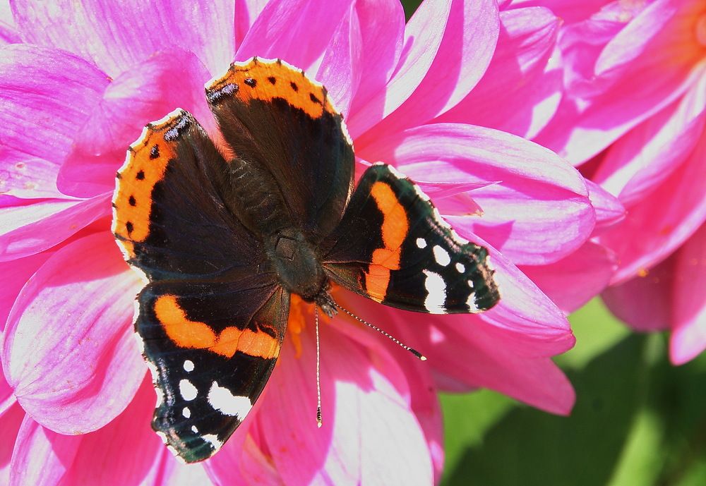 Photograph by Юрий Чистяков