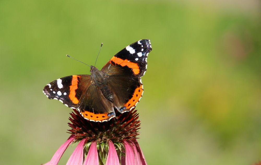 Photograph by Юрий Чистяков