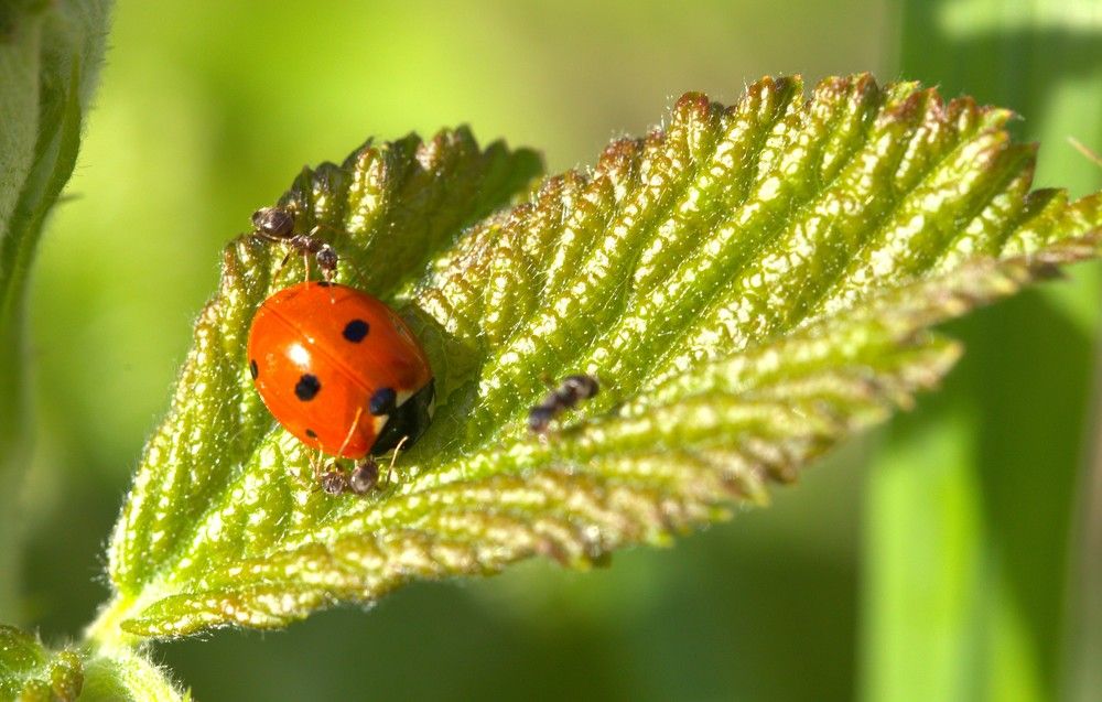 Photograph by Завальнюк Антонина