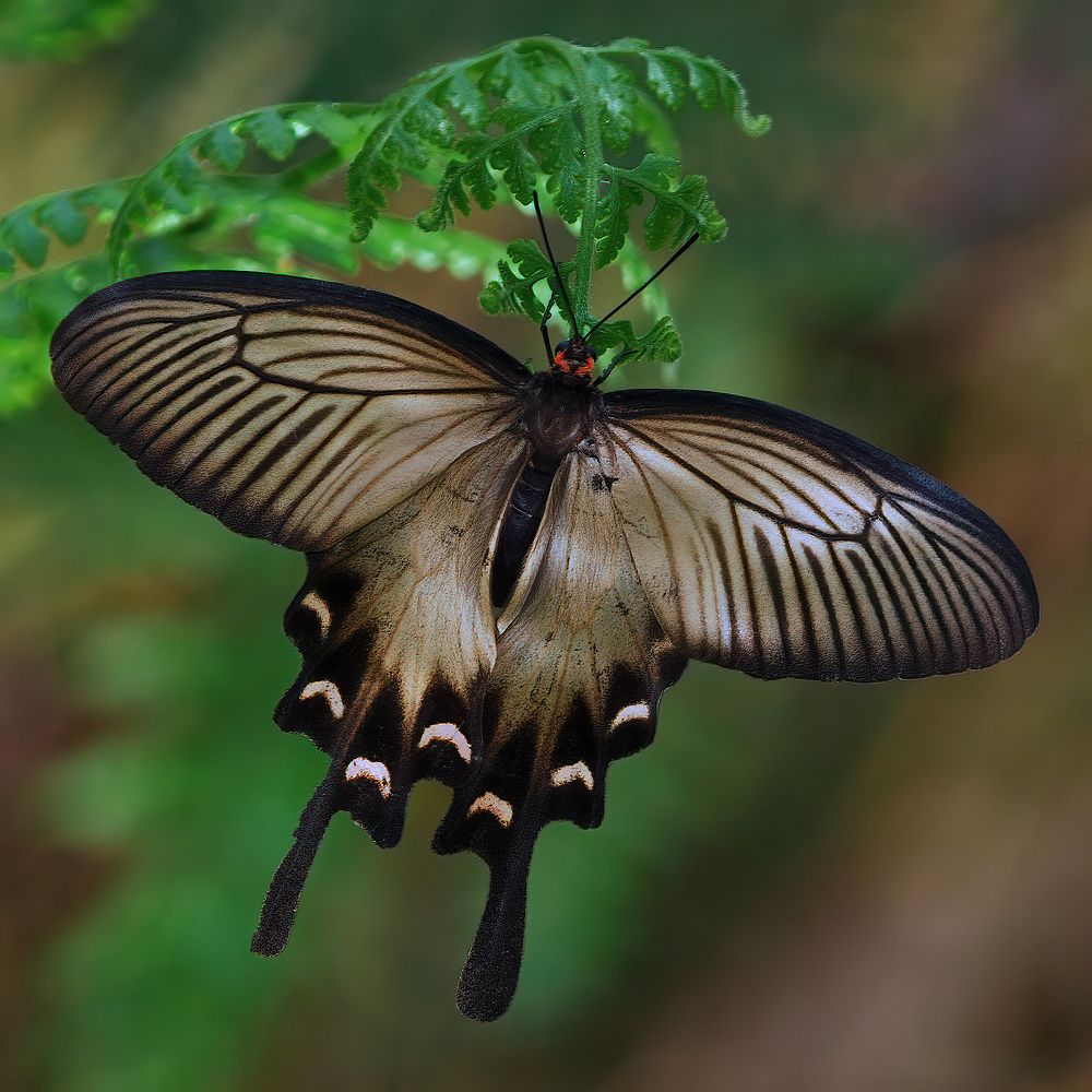 Photograph by Chen-You Li