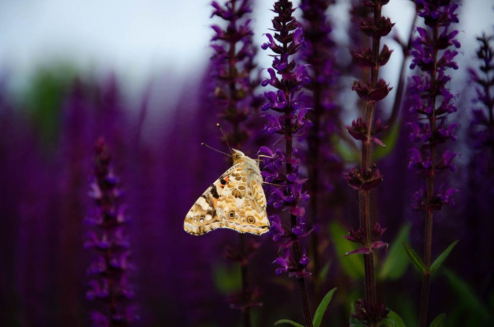 Photograph by Анастасия Кашенко
